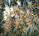 「蜂の恵み　熟成・プロポリス」で使用する、ユーカリの花とつぼみです。